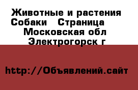 Животные и растения Собаки - Страница 11 . Московская обл.,Электрогорск г.